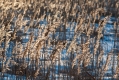 009_Biebrza - marzec 2013